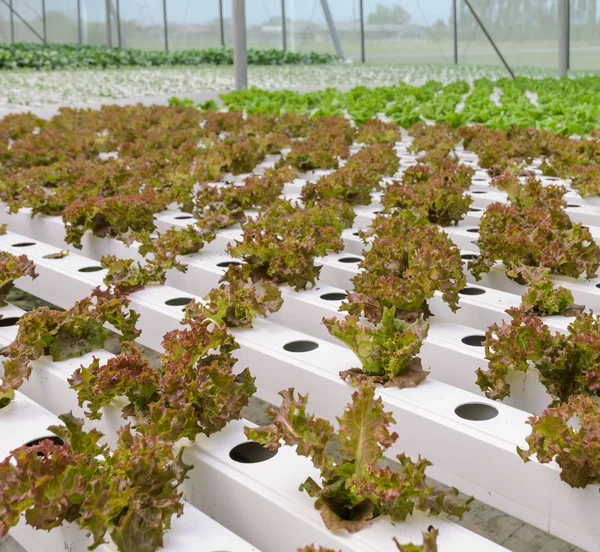 Plantação de verduras de folhas de alface hidropônica em estufa — Fotografia de Stock