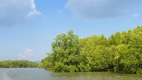Floresta de mangue no Parque Nacional da Baía de Phang Nga, Tailândia — Fotografia de Stock