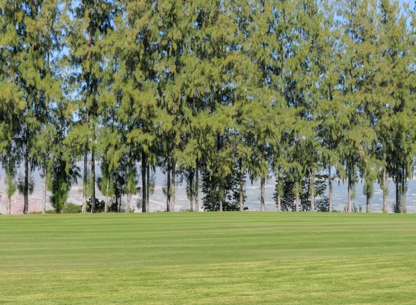Bir golf sahası çam ağaçları ile güzel manzara — Stok fotoğraf