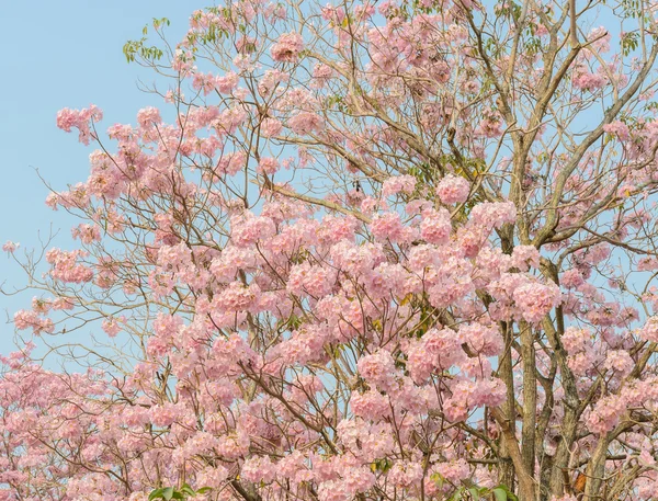 トランペットや Tabebuia ツリー満開のピンクの花 — ストック写真