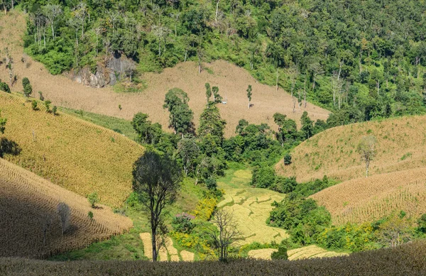 Torkade sädesfält terrass i Thailand — Stockfoto