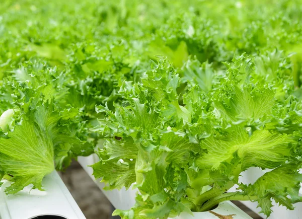 Close up of Fillie Iceburg leaf lettuce vegetables plantation — Stock Photo, Image