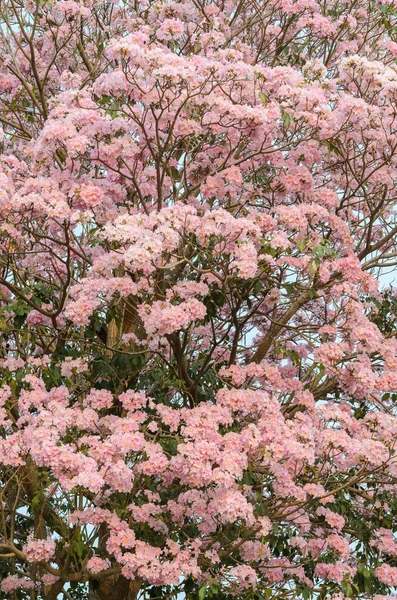 Flor rosa de árvore de trompete em plena floração — Fotografia de Stock