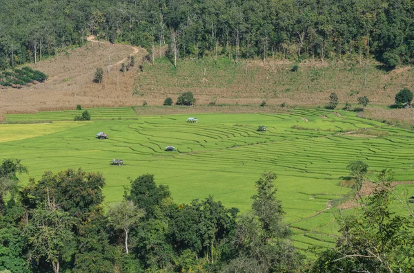 Groene rijstvelden in Thailand — Stockfoto