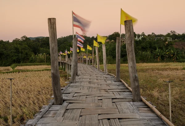 Ponte de bambu passa campo de arroz — Fotografia de Stock