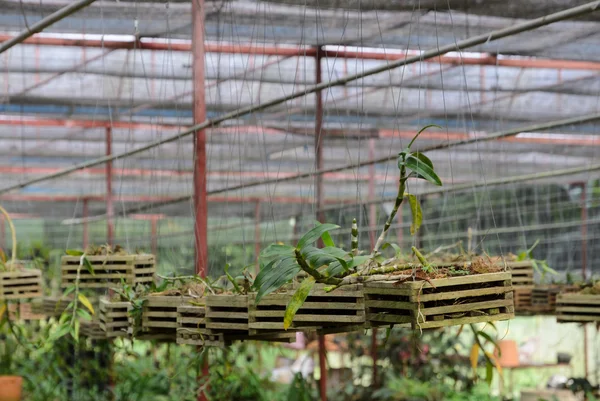 Orchid plants in a nursery — Stock Photo, Image