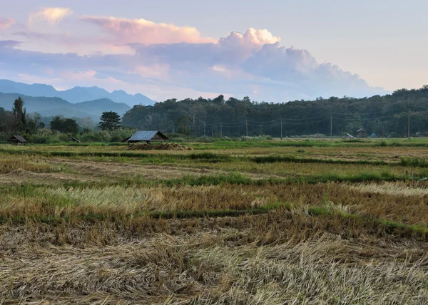 Gün batımında hasat sonra pirinç alan — Stok fotoğraf