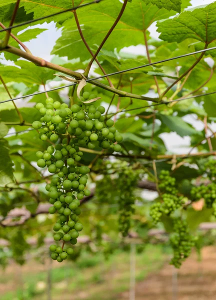 Green grapes on the vine — Stock Photo, Image