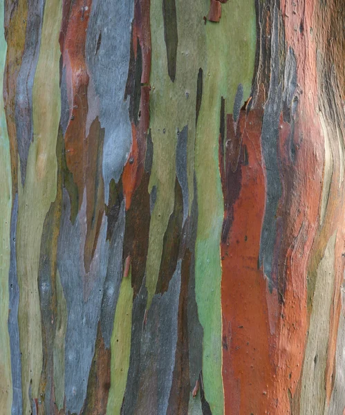 桉树 deglupta 树树皮纹理 — 图库照片