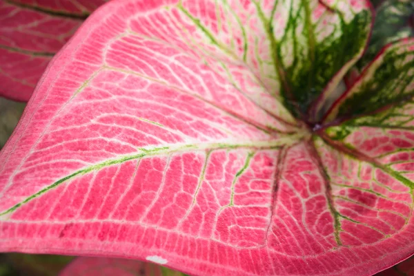 Caladium red leaf texture — Stock Photo, Image
