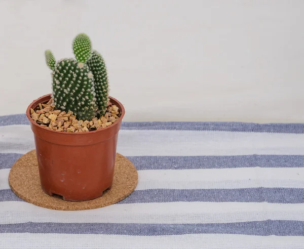 Bunny ears cactus flowerpot on tablecloth — Stock Photo, Image