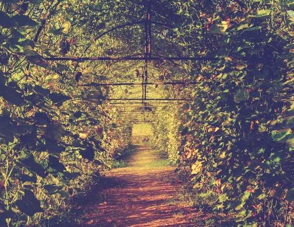 Túnel verde de planta de calabaza. Imagen de color retro —  Fotos de Stock