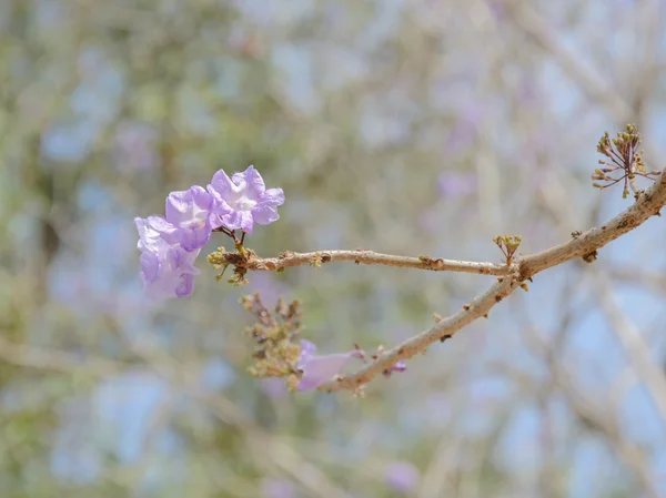 Jacaranda tree with lilac blossom — Stock Photo, Image