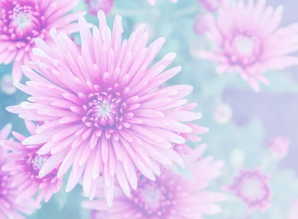 Roze chrysant bloemen in volle bloei — Stockfoto