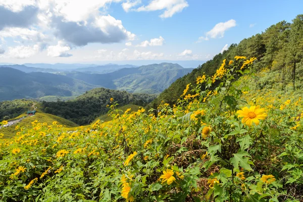 Mountain landscape with wild mexican sunflower blooming moutain — Stock Photo, Image