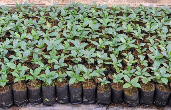 Coffee plants in a nursery — Stock Photo, Image