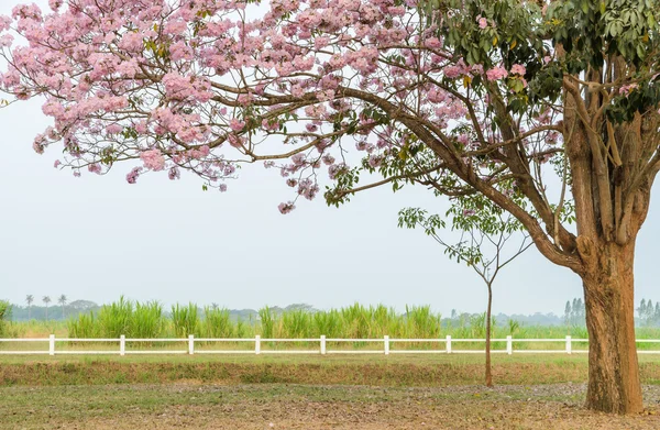 Roze trompet bloesem boom in groene boerderij — Stockfoto