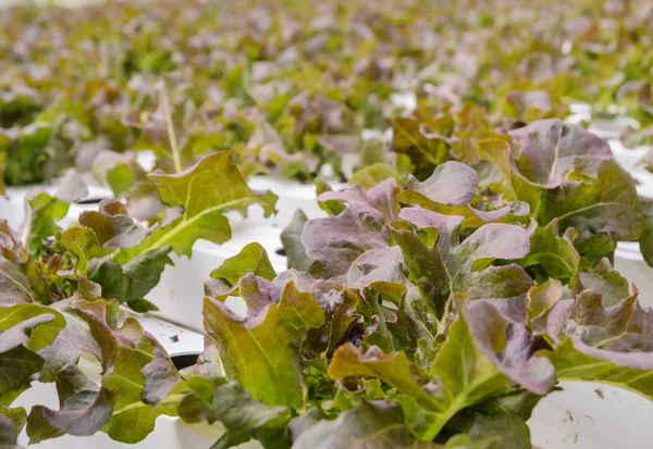 Primer plano de plantación de verduras de lechuga de hoja de roble rojo —  Fotos de Stock