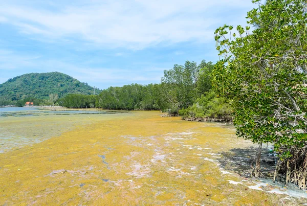 Algblomning i ett tropiskt hav, Thailand — Stockfoto