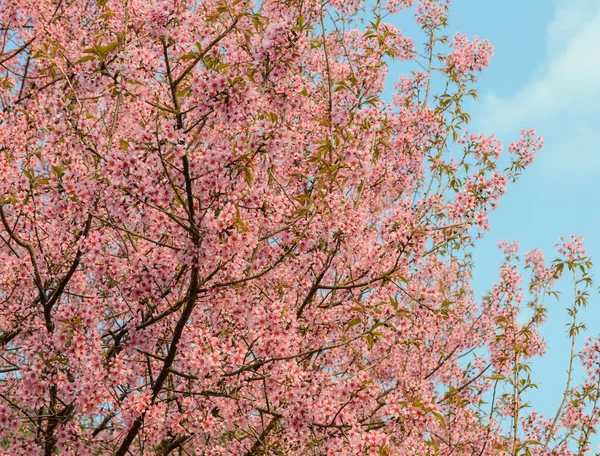 野生のヒマラヤ桜 — ストック写真