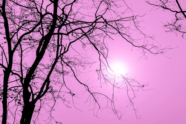 Silhouette tree branch in pink background — Stock Photo, Image