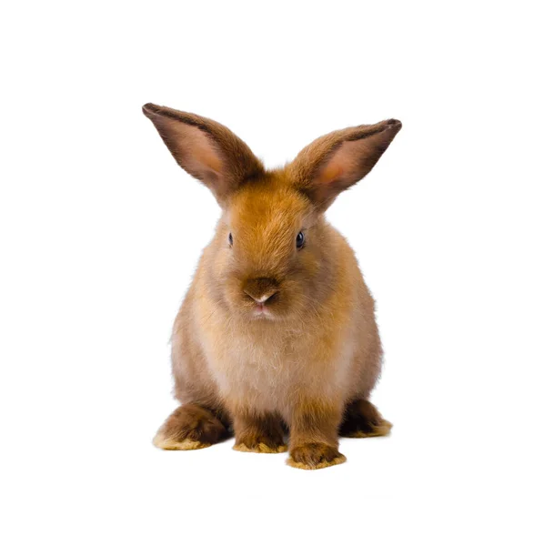 Beyaz Arka Planda Izole Edilmiş Kahverengi Bebek Sevimli Tavşan Portresi — Stok fotoğraf