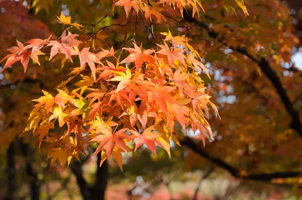 Herbstfarbenes Laub Des Ahornbaums Japan — Stockfoto