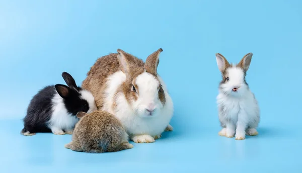 Adorabile Madre Con Tre Conigli Ritrattistica Isolata Sfondo Blu Concetto — Foto Stock