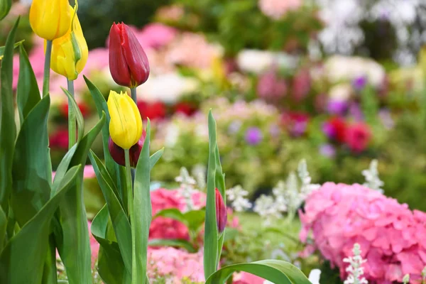 Jasně Žluté Červené Tulipány Květ Rozmazané Barevné Květinové Zahrady Pozadí — Stock fotografie