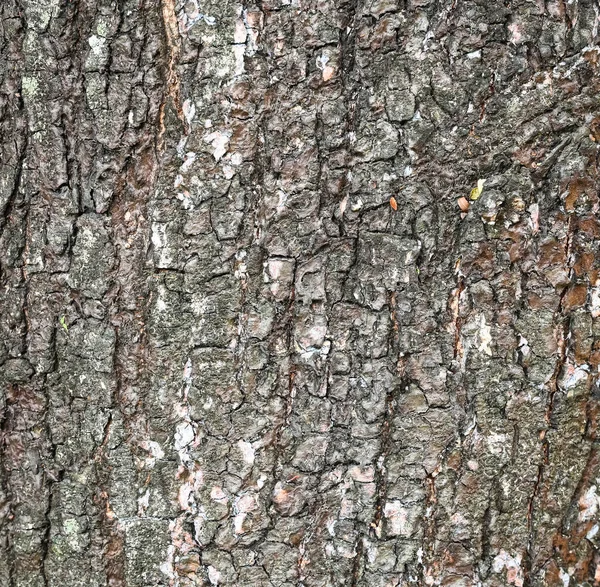 Texturierte Baumrinde Natur Für Hintergrund — Stockfoto