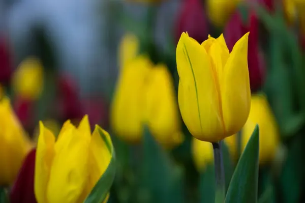 Fleur Tulipes Jaune Vif Sur Fond Jardin Fleurs Colorées Floues — Photo