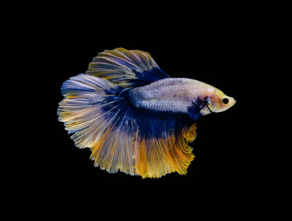 Siamese fighting fish or Betta splendens fish, popular aquarium fish in Thailand. Yellow half moon tail betta fighting fish motion isolated on black background