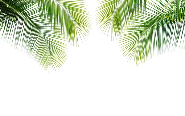 Foglia Verde Palma Cocco Isolata Sfondo Bianco — Foto Stock