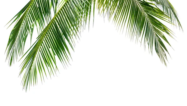 Kokospalmblad Isolerad Vit Bakgrund — Stockfoto