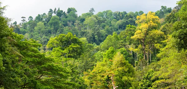 アジア熱帯雨林ジャングル自然背景 — ストック写真