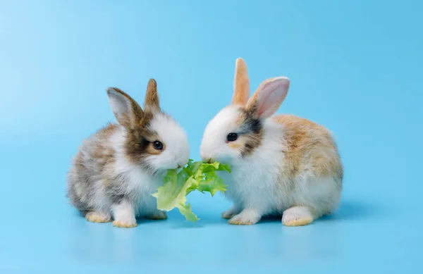 Due Adorabili Coniglietti Coniglietti Che Mangiano Lattuga Verde Insieme Sfondo — Foto Stock