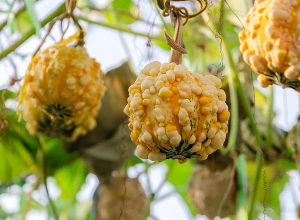 Gelbe Zierkürbisfrüchte Warzenbirnenkürbis Hängen Mit Grünem Blatt Baum Bio Gewächshaus — Stockfoto