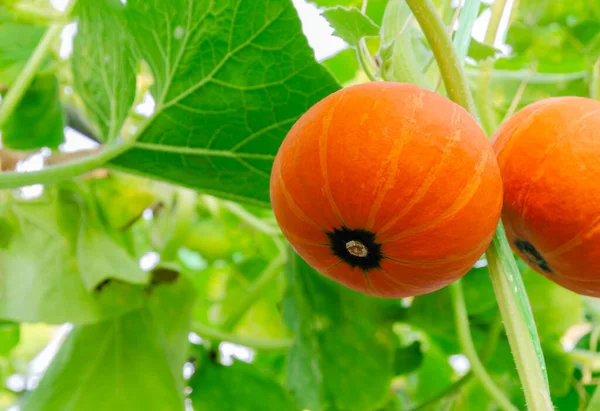 Citrouilles Orange Suspendues Son Arbre Feuilles Vertes Dans Une Ferme — Photo