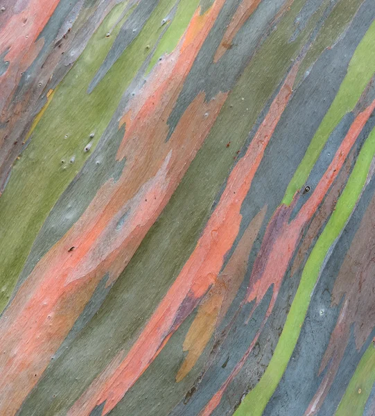 Colorido árvore casca fundo — Fotografia de Stock