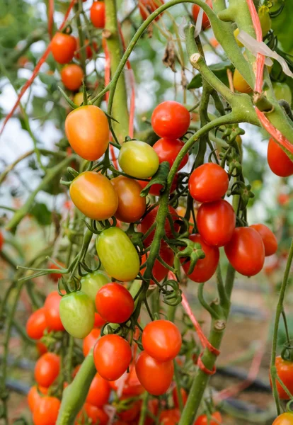 Tomaten am Weinstock — Stockfoto