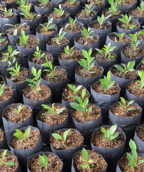 Plantas de Banyan — Foto de Stock