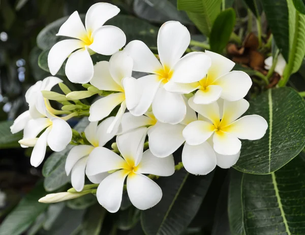 흰색 plumeria 꽃 — 스톡 사진