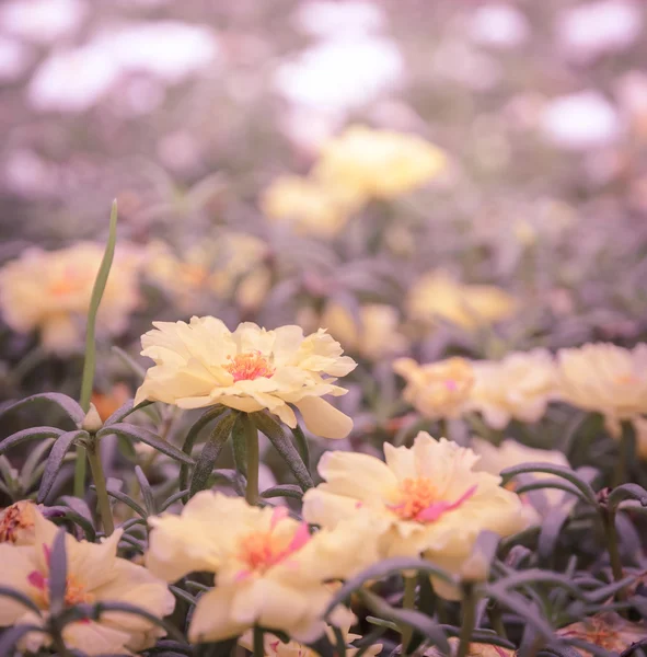 Gul portulaca blomma — Stockfoto