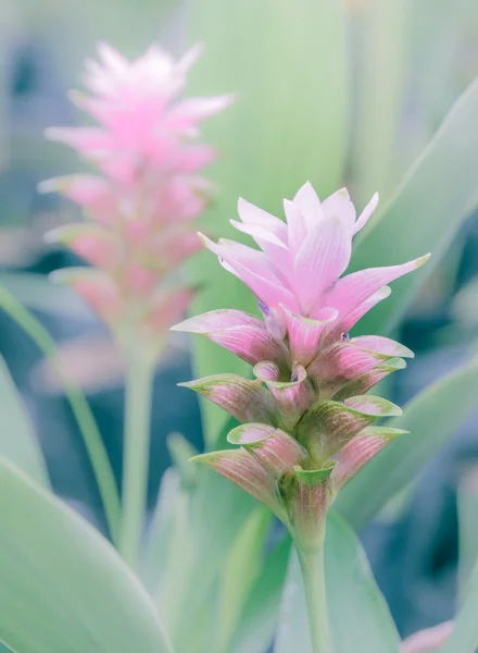 Siam Tulip flower — Stock Photo, Image