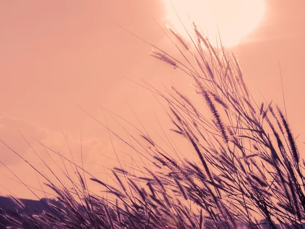 Wazig van gras bloem bij zonsondergang — Stockfoto