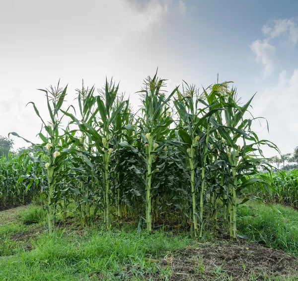 Campo de maíz —  Fotos de Stock