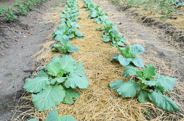 Green cabbage plantation — Stock Photo, Image