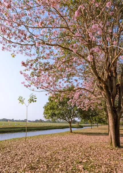 Pembe trompet çiçeği — Stok fotoğraf