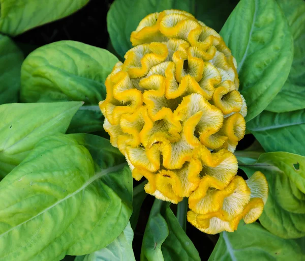 Virág sárga Kakastaréj — Stock Fotó