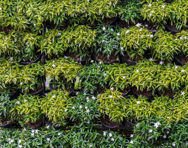 Pared vertical del jardín de flores —  Fotos de Stock